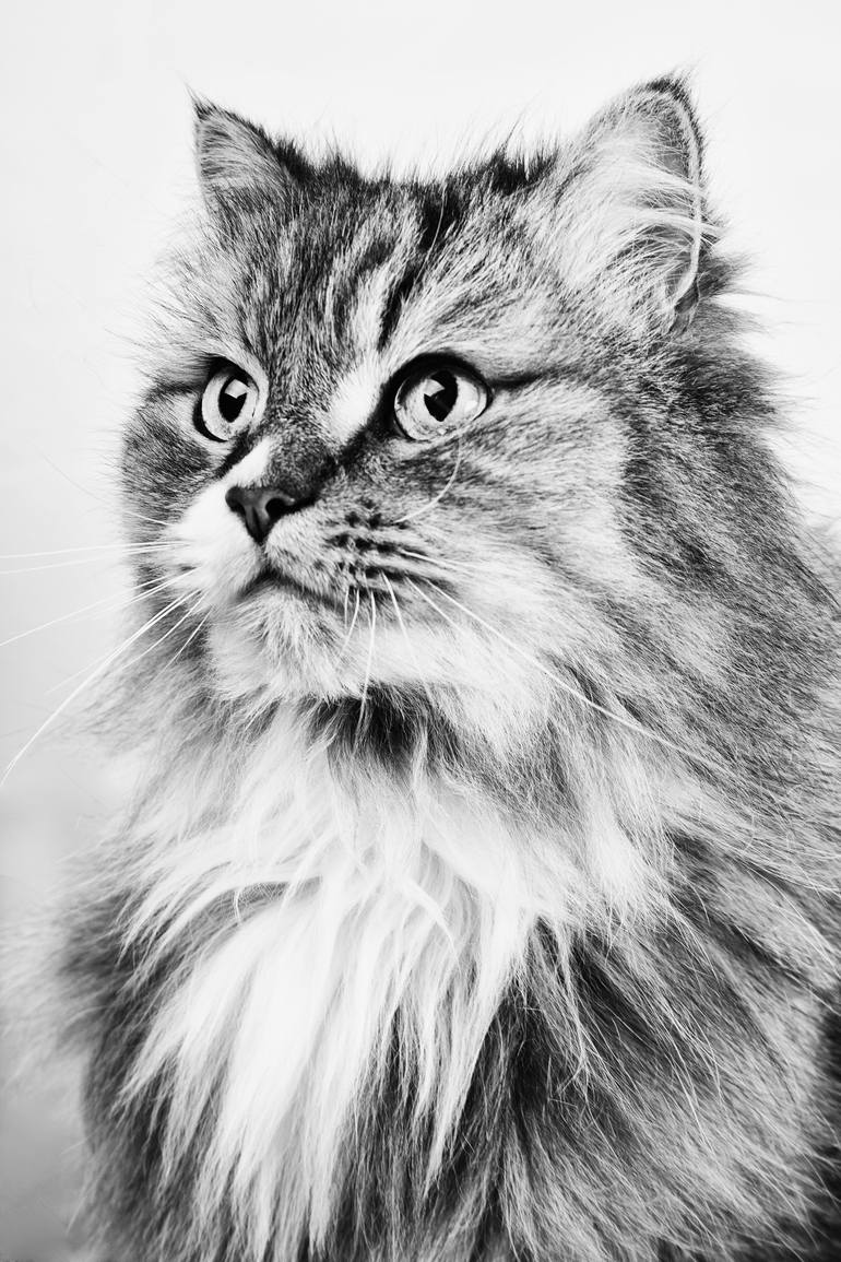 persian cat (Limited edition of 50) Photography by Armand Tamboly ...