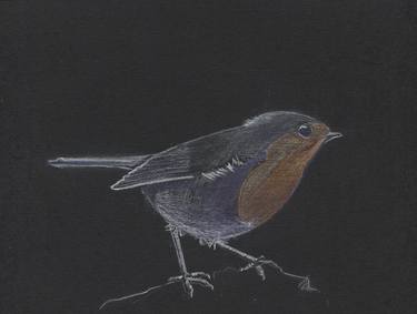 On black paper XV. Erithacus rubecula. thumb