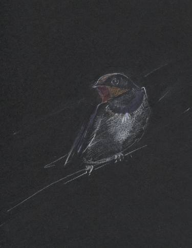 On black paper VIII. Hirundo rustica. thumb