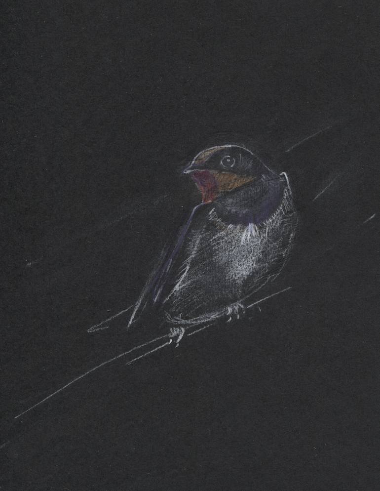 On black paper I. Periparus ater. Drawing by Mariano Luque Romero