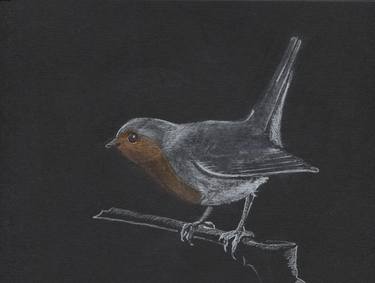 On black paper XIV. Erithacus rubecula. thumb