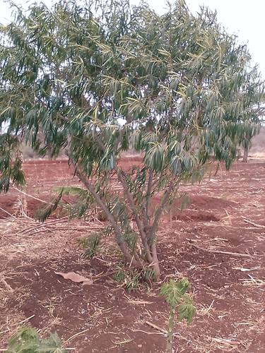 Plantsoil, green. thumb