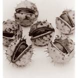 Conkers - Limited Edition 2 of 25 by Richard Freestone