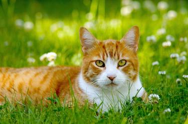 cat in grass thumb