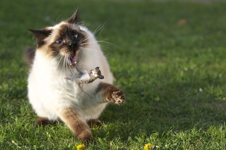 cat chasing mouse