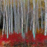 AUTUMN - Limited Edition of 1 by Dmitry Kulpanovich