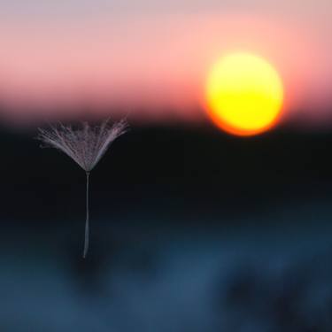 Umbrella of dandelion at sunset thumb