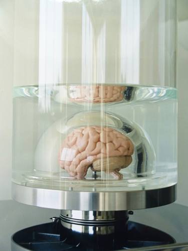 Brain Sculpture, Cerebrate thumb