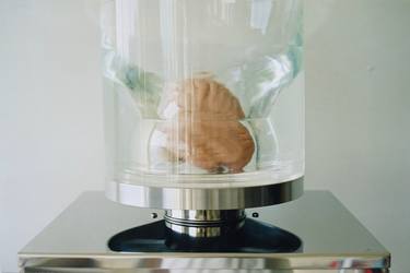 Brain Sculpture / Cerebrate thumb