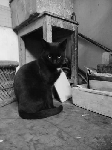Original Art Deco Cats Photography by nishasunanda Art