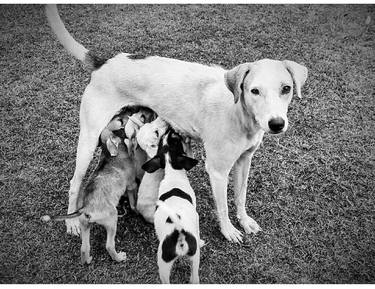 Original Art Deco Dogs Photography by nishasunanda Art