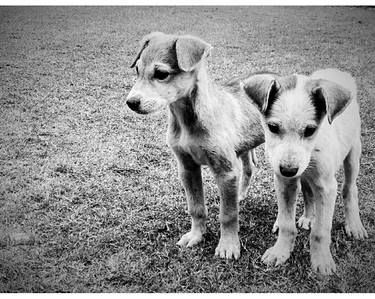 Original Documentary Dogs Photography by nishasunanda Art