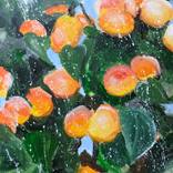 Sunny Apricots by Evgenia TS