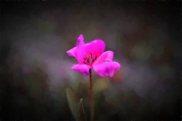 Print of Fine Art Floral Photography by  