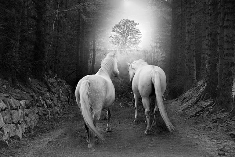 Original Animal Photography by geir floede