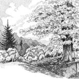 Collection Pen & Ink
