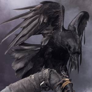 Collection Big Black Raven