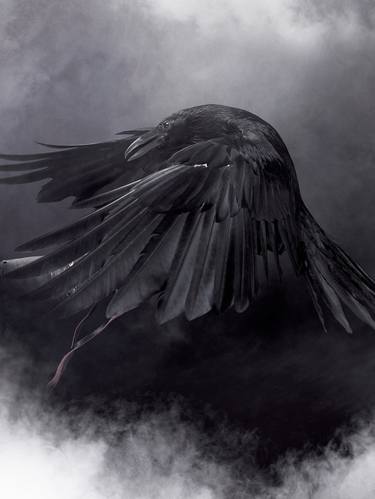 Big Black Raven #3. Limited Edition of 10. thumb