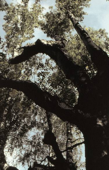 Trees Against a Green Sky thumb