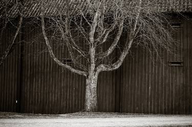 Print of Documentary Tree Photography by Bo G Svensson