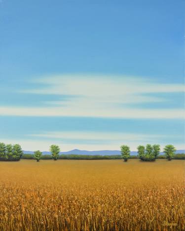 Sun Ripe Wheat - Blue Sky Landscape thumb