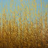 Glistening Field of Gold - Color Field Abstract by Suzanne Vaughan