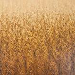 Sunlit Wheat - Color Field Abstract by Suzanne Vaughan