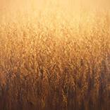 Golden Summer Field - Color Field Abstract by Suzanne Vaughan