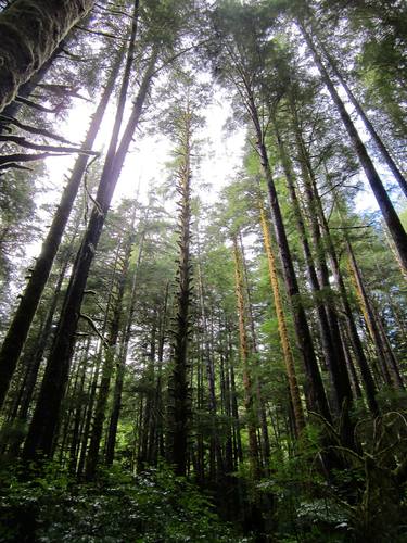 Print of Tree Photography by Valérie Roberge