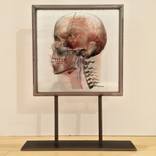 Anatomy by Jess Cross