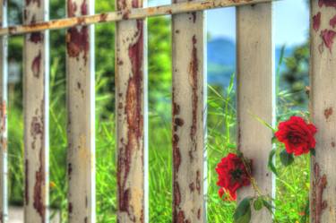 Rose fence - Limited Edition 1 of 100 thumb