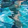 Collection of paintings on water and swimming.
The support is linen Canvas.

Collezione di dipinti sull'acqua e il nuoto.
Il supporto è tela di lino.