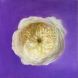 Purity. Original Rose Oil painting. by Yana Golikova