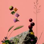 My Garden / Early Summer by Paloma Rincón Rodriguez