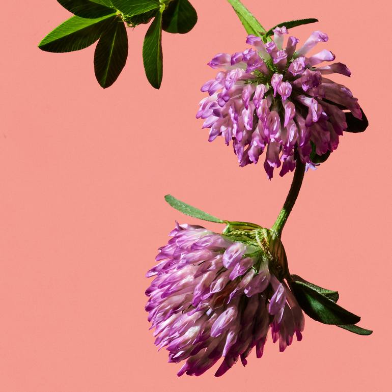 Original Conceptual Floral Photography by Paloma Rincón Rodriguez