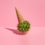 Cactus Cream  2 /40 Photography - Limited Edition of 40 by Paloma Rincón Rodriguez