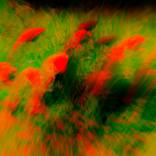 EVEIL DU PRINTEMPS # 29 - Limited Edition of 5 by JB PHOTOART