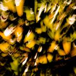 EVEIL DU PRINTEMPS # 05 - Limited Edition of 10 by JB PHOTOART
