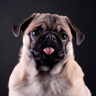 Portrait: Pug thumb