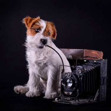 Jack Russell Terier with Old Photocamera thumb