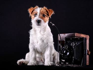 Print of Portraiture Dogs Photography by Oleksii Kekin
