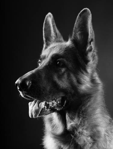 Portrait: German Shepherd Dog thumb