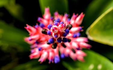 Print of Fine Art Botanic Photography by Bruno Bondarenv