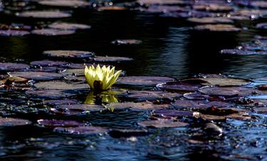 Print of Fine Art Botanic Photography by Bruno Bondarenv