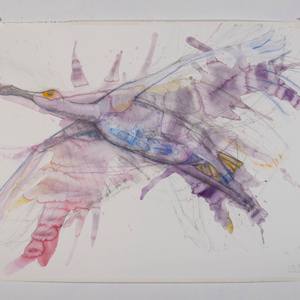 Spoonbill Study #3