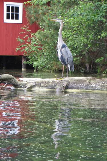 heron on log by red boathouse thumb