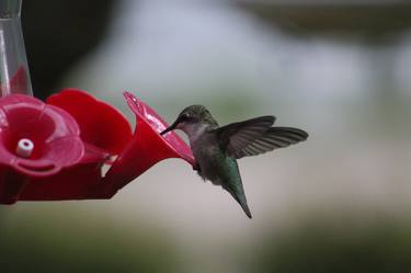 busy hummingbird thumb