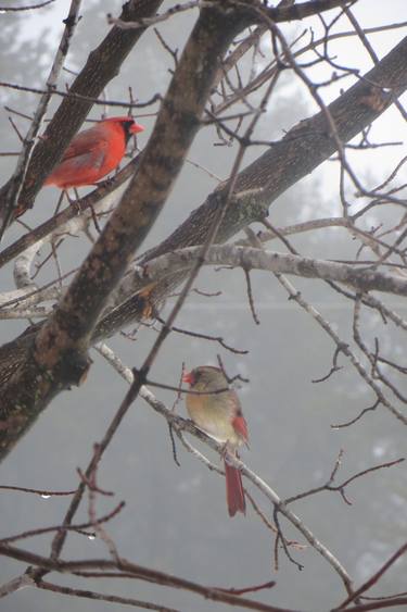 winter cardinal pair thumb
