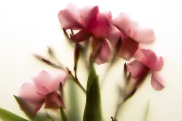 Oleander - Limited Edition of 5 (1 sold) thumb