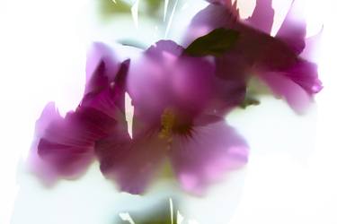 Original Floral Photography by Thomas Biegler
